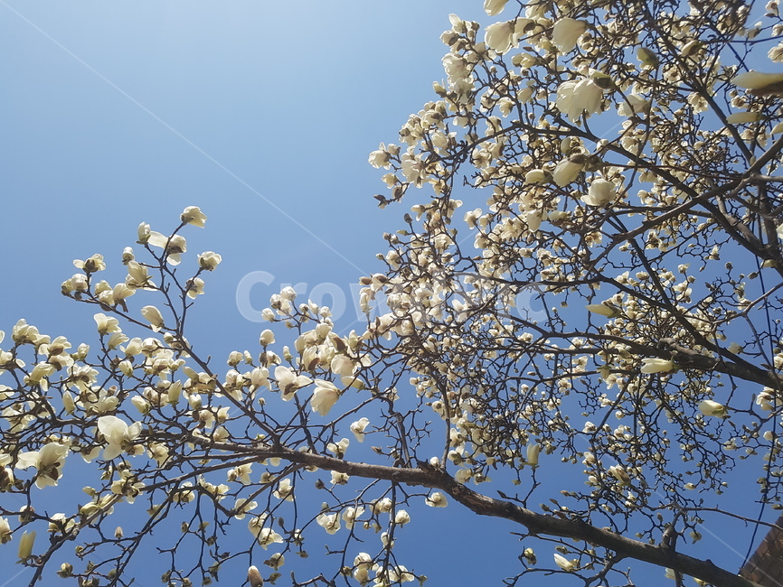 봄,spring,꽃,flower,목련,목련꽃,봄,계절,spring,season,식물,자연,plants,nature,꽃,flower,plant