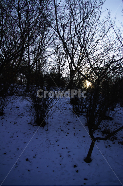 겨울,winter,풍경,설경,눈,식물,plant,자연,nature,나무,숲,빛,겨울,계절,winter,season,자연,풍경,nature,landscape,flare,플레어,light