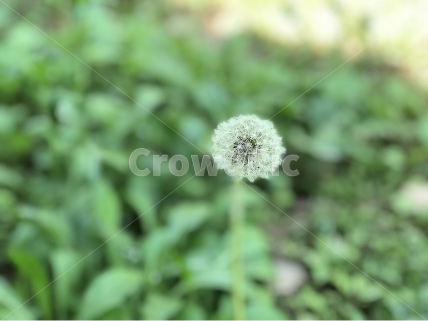 민들레,민들레꽃,꽃씨,우주,여름,식물,자연,plants,nature