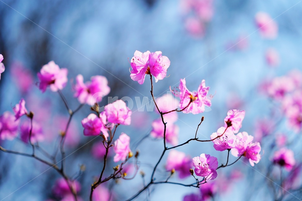 진달래꽃,azalea,꽃,flower,plant,식물