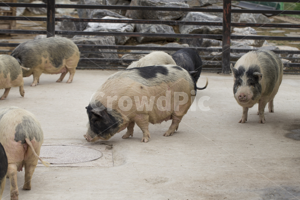 돼지,동물,가축,육류,동물원,점박이,동물,animal,포유류,mammal,산업,industry,industrial,목축업,목장,livestock farming,ranching,pasture