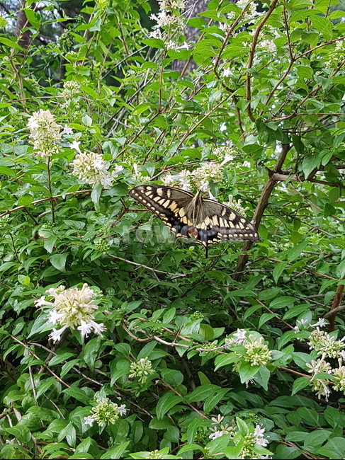 나비,꽃과나비,자연,숲속,자연풍경,식물,자연,plants,nature,동물,animal,곤충,벌레,insect,bug