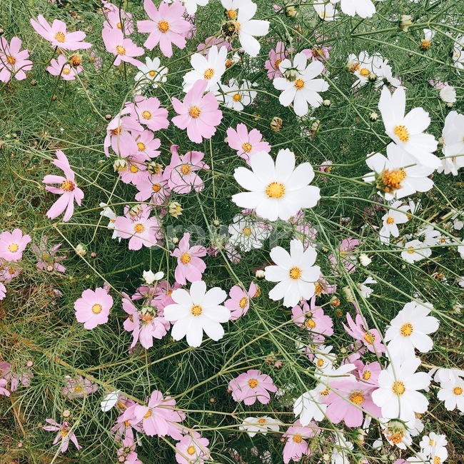꽃,가을꽃,가을,코스모스,풍경