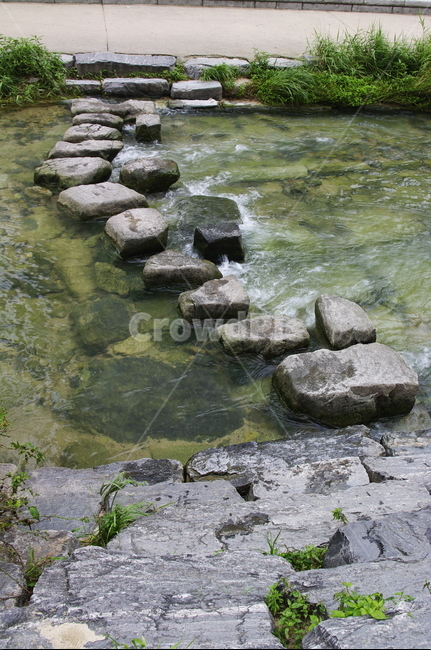 초록,식물,plant,자연,nature,냇가,강,청계천,징검다리,자연,풍경,nature,landscape