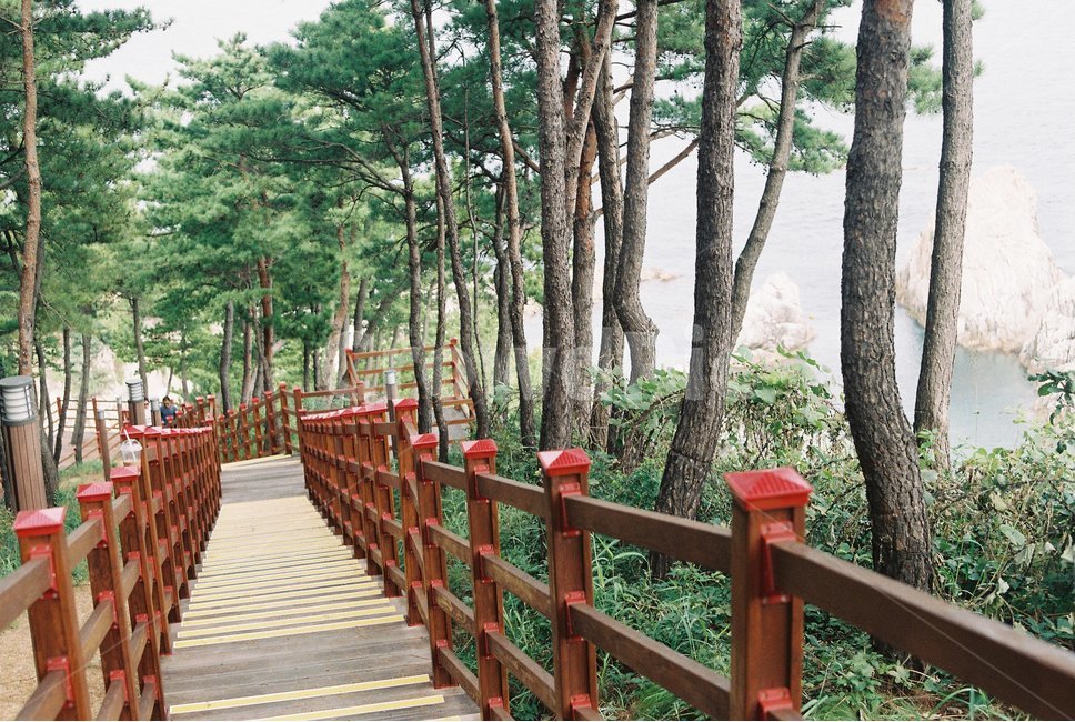 소나무길,산길,계단,산책길,산책로