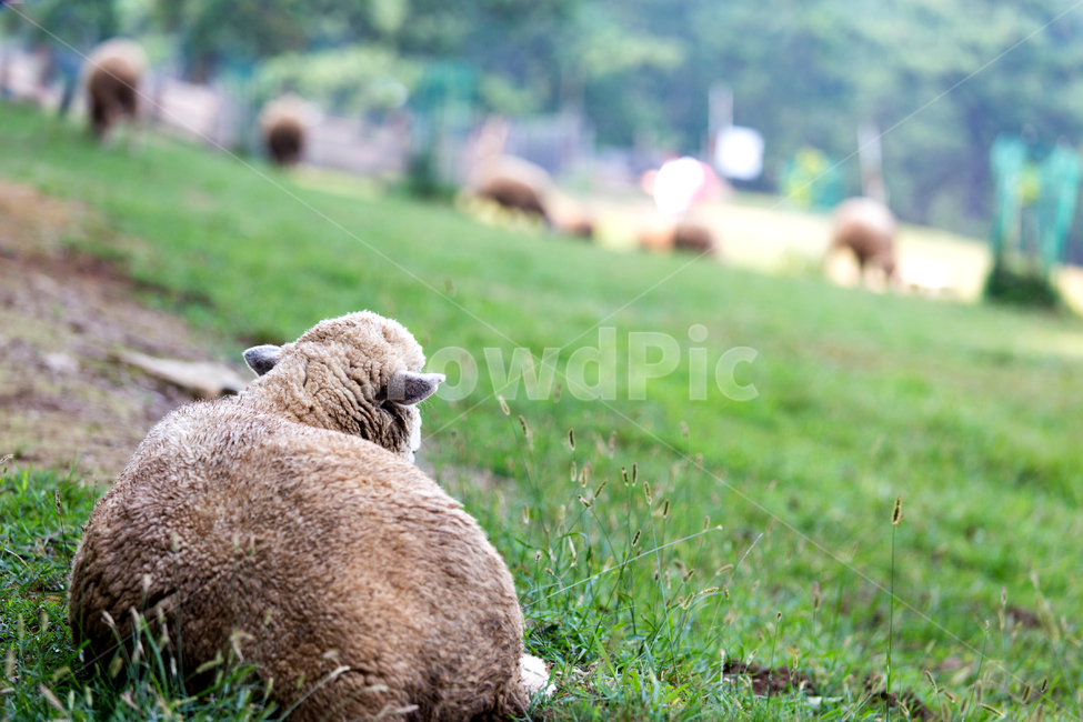 양,바라보다,동물,뒷모습,풀,앉다,뒤통수,자연,목장,양털,등,스냅,sheep,animal,동물,animal,포유류,mammal