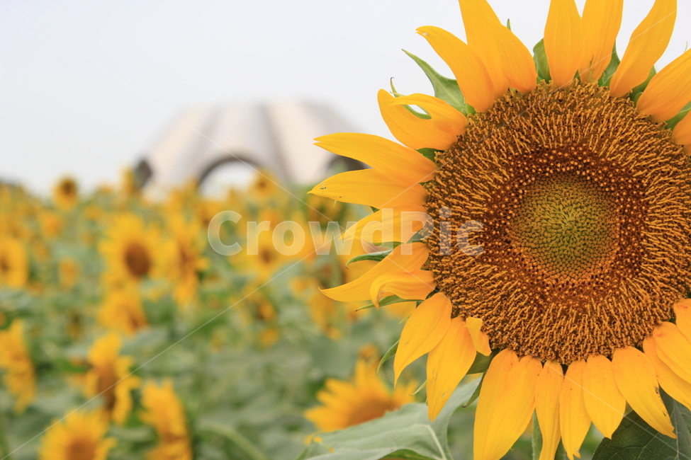 꽃,여름,하늘공원,해바라기,노랑,자연,flower,yellow,park,sunflower,summer,여름,계절,summer,season,가을,fall,autumn,식물,자연,plants,nature,꽃,flower,plant,blossom