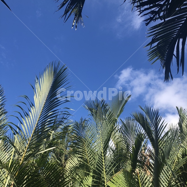 베트남,야자수,날씨,좋음,맑음,숲,자연,풍경,nature,landscape,tree,나무,plant,식물,palm tree
