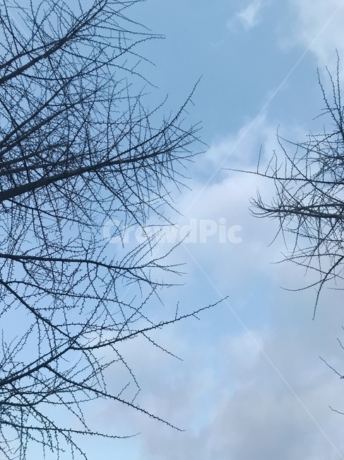 나뭇가지,겨울,겨울나무,앙상한,겨울나뭇가지