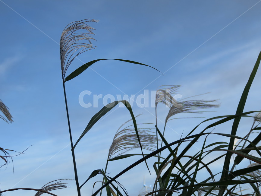 식물,갈대,바람,하늘,풀,식물,자연,plants,nature