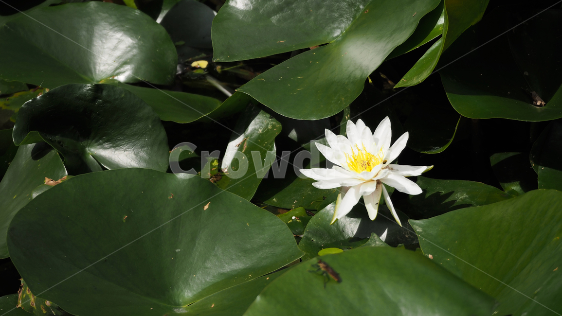연꽃,꽃,연잎,자연,lotus,flower,leaf,alotusflower,식물,자연,plants,nature,꽃,flower