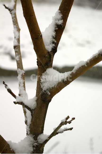 겨울,눈,나뭇가지,나무,식물,겨울,계절,winter,season