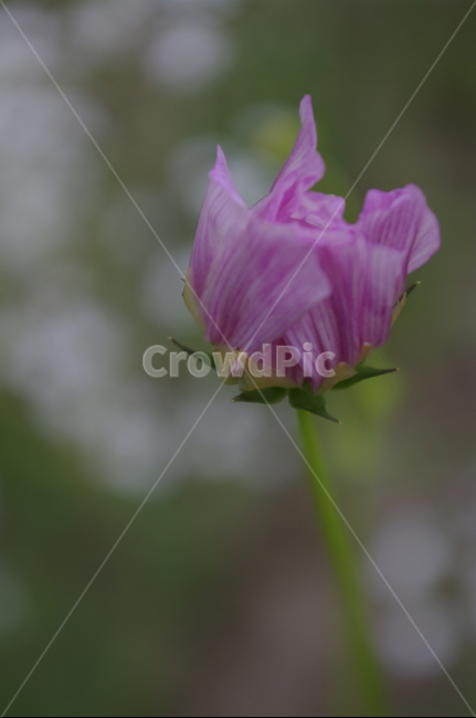꽃,flower,식물,plant,자연,nature