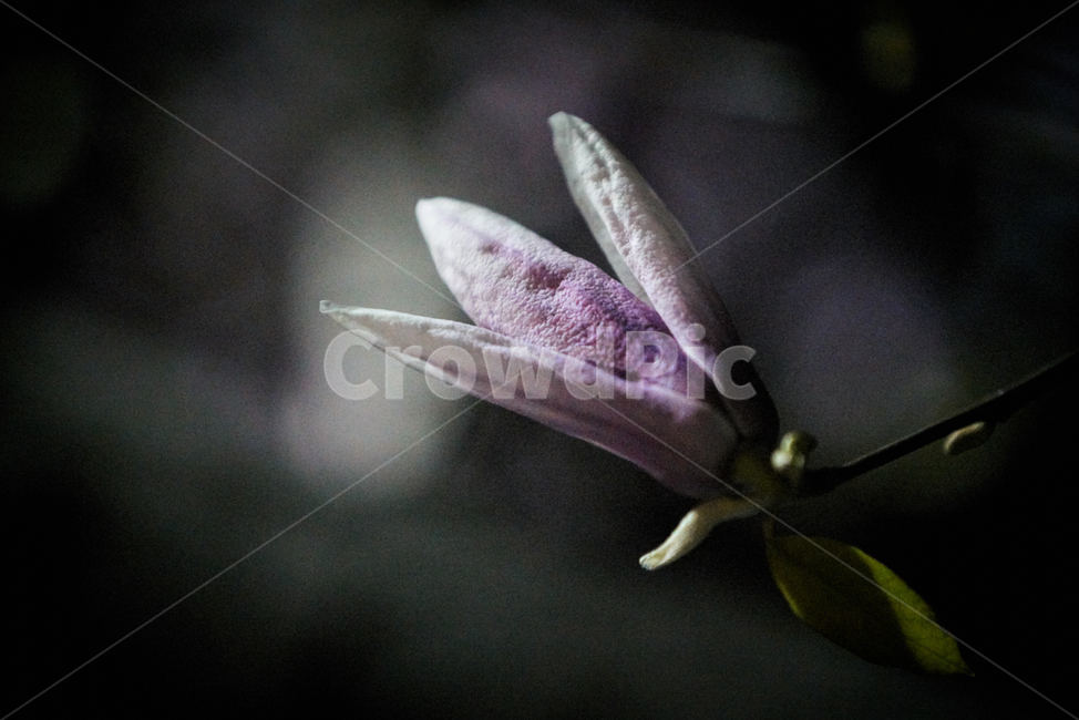 목련,봄꽃,목련꽃,자목련,보라꽃,보라색꽃,하얀꽃,식물,자연,plants,nature,꽃,flower