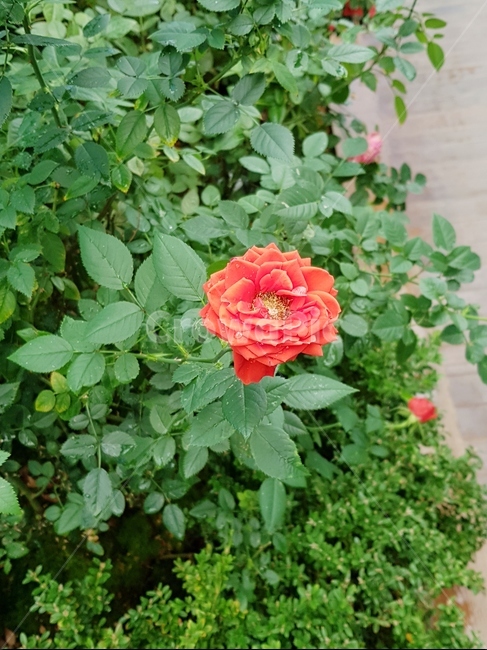 장미,rose,꽃,flower,blossom,한송이,oneflower