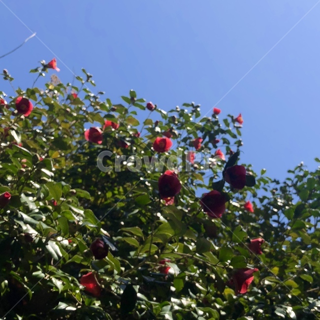 동백꽃,하늘,꽃,자연,flower,감성,식물,자연,plants,nature,꽃,flower