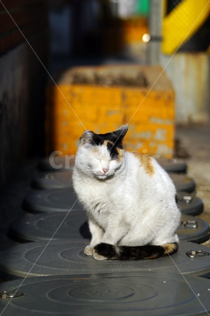 고양이,길고양이,들고양이,삼색고양이,삼색털고양이,냐옹,냐옹이,동물,애완동물,반려동물,애완묘,반려묘,cat,pet,animal,암컷,수컷,야옹이,포유류,흰색,스냅,snap,눈부심,미소,동물,animal,고양이,cat,kitten,kitty,포유류,mammal