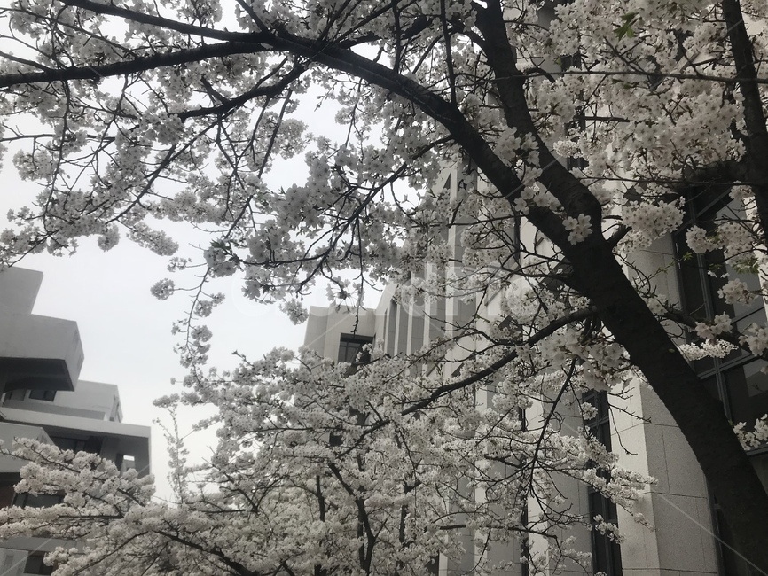 봄,꽃,벚꽃,나무,벚꽃나무,하얀색,봄,계절,spring,season,tree,plant,식물,tree trunk,나무 줄기