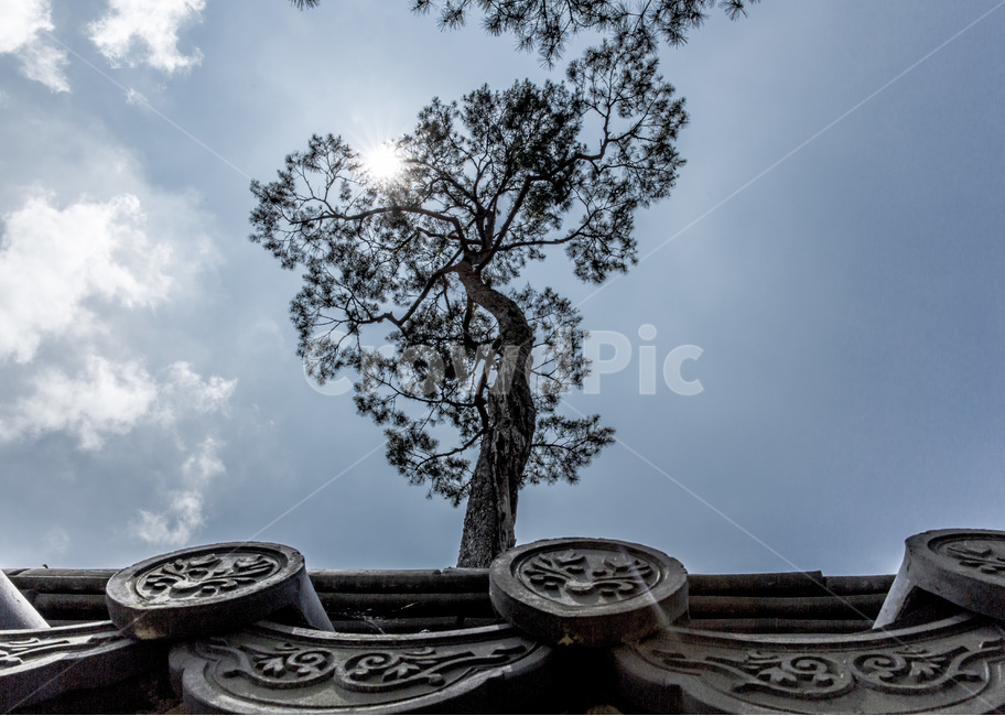 가을,구름,소나무,하늘,기와,담장,한국전통,한국문화,korean traditional,korean culture,식물,자연,plants,nature,나무,trees,wood