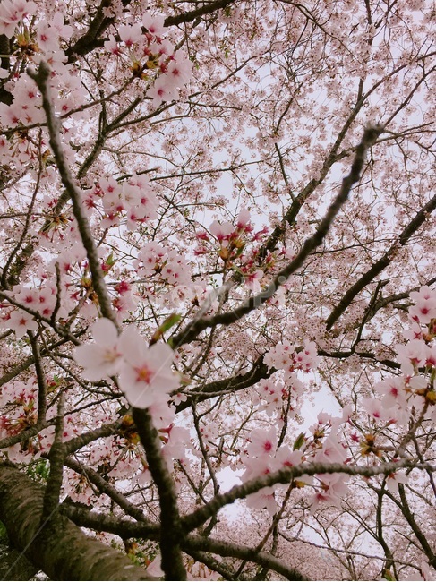 봄,벚꽃,꽃,계절,분홍