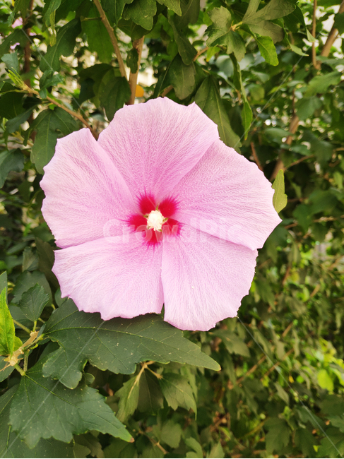 꽃,무궁화,식물,flowers,roseofsharon,hibiscus,plants