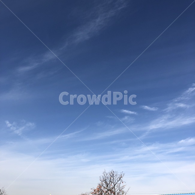 하늘,가을,구름,나무가지,감,나무,가을하늘,겨울하늘,풍경,sky,cloud,tree