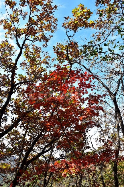 치악산,가을,풍경,단풍,탐방,국립공원,빨간단풍,파란하늘,가을색,오색,울긋불긋,알록달록,그림같은,칼라풀,뷰티플,아름다운,힐링,감성,자연,정취,산세,명산,100대명산,nature,산,등산,트레킹,풍경사진,가을사진,가을색채,가을의정취,맑음,청명,가을날씨,천사봉,가을,계절,fall,autumn,season,식물,자연,plants,nature,나무,trees,wood,leaf,잎,plant,tree