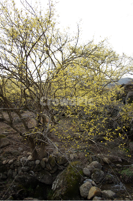 산수유,나무,꽃봉오리,봄,봄날,봄풍경,봄꽃,감성,spring,flower,봄길,산책,봄나들이,식물,꽃,봄,계절,spring,season,식물,자연,plants,nature,나무,trees,wood,tree,plant