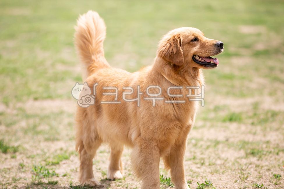 goldenretriever,골든리트리버,animal,동물,dog,개,mammal,pet,애완동물,포유류