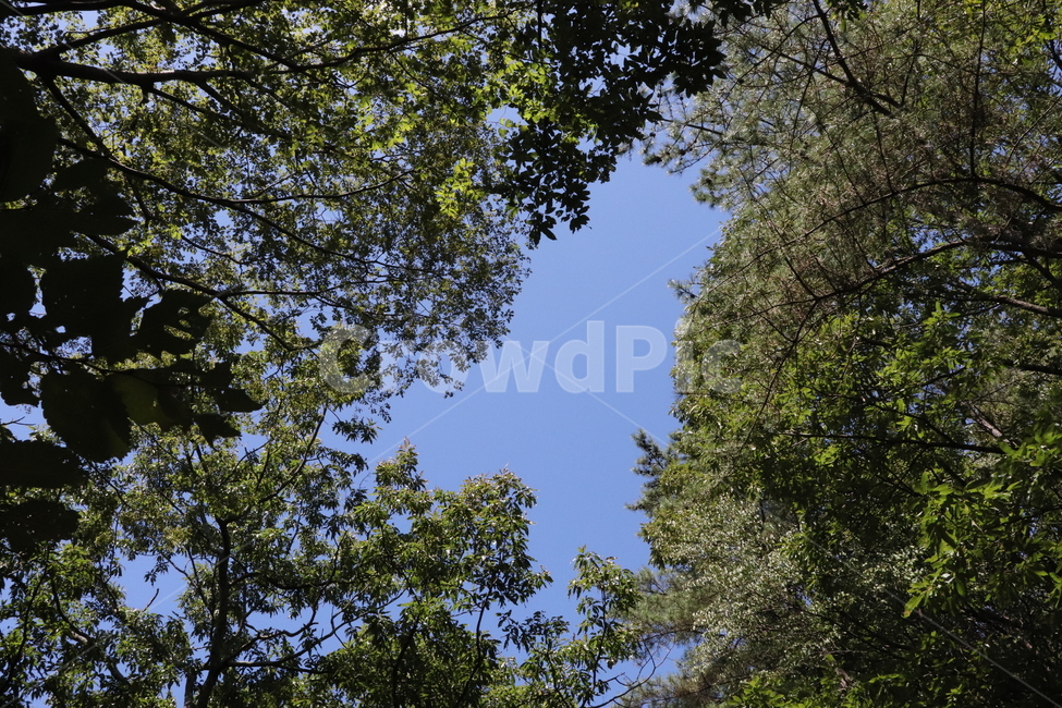 자연,풀,하늘,나무,풍경,자연,풍경,nature,landscape,tree,plant,식물,fir,전나무