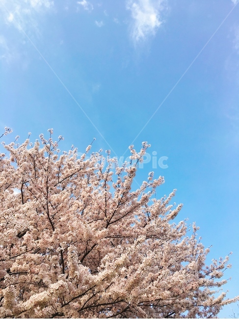 벚꽃,봄,배경,자연,꽃,하늘,화창,봄,계절,spring,season,식물,자연,plants,nature,꽃,flower,나무,trees,wood,plant,blossom