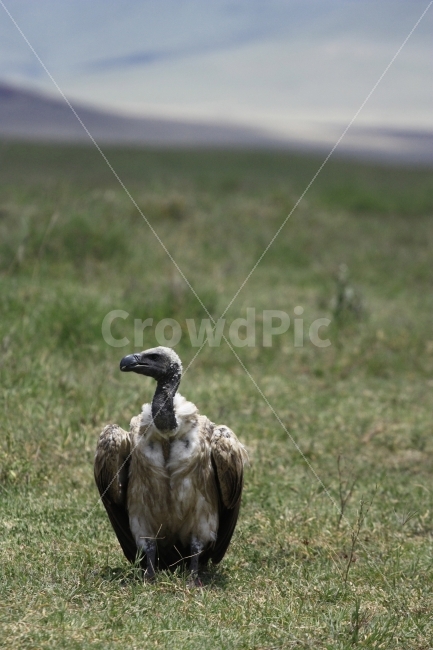 새,독수리,아프리카,케냐,여행,동물,animal,조류,새,birds