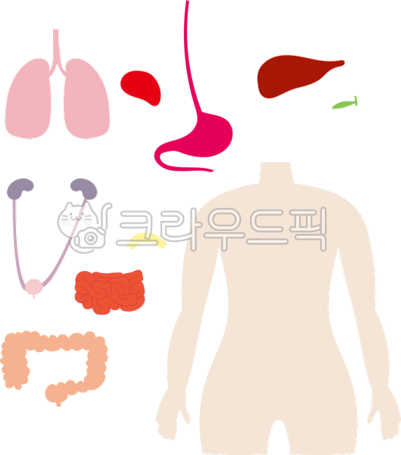 신체,내장기관,기관,어린이,신체기관,그림,png