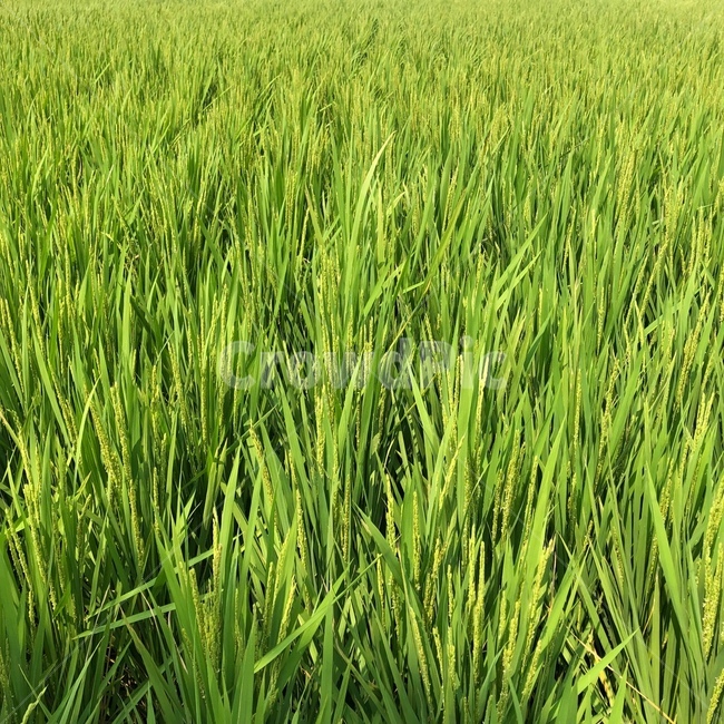 plant,식물,nature,자연,field,들,grassland,목초지,outdoors,옥외,논,paddyfield,vegetation,초목,벼,rice,lightgreen