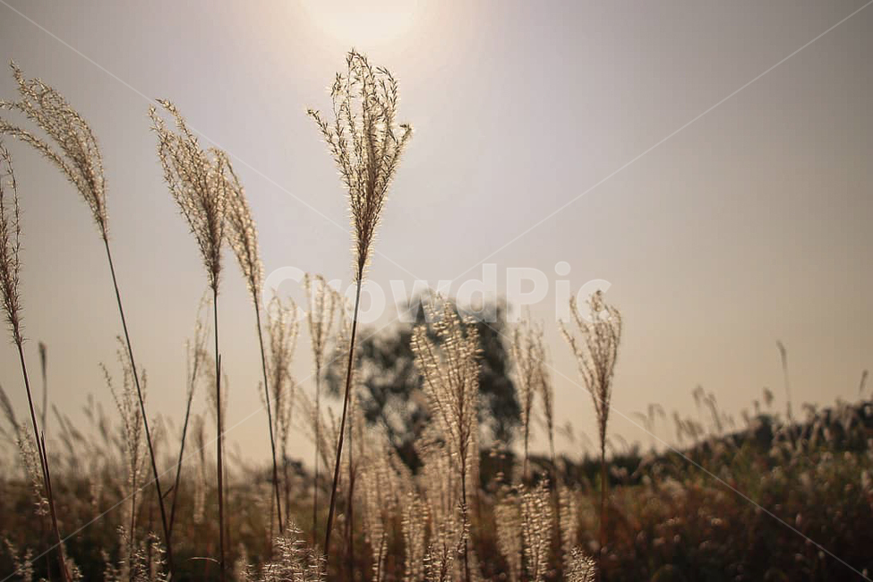 plant,식물,grass,잔디,갈대,가을