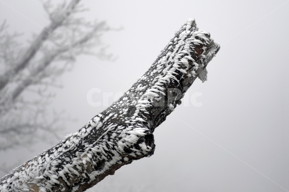 눈,풍경,겨울,눈꽃,상고대,바람,서리,추위,산,나무,겨울,계절,winter,season,식물,자연,plants,nature