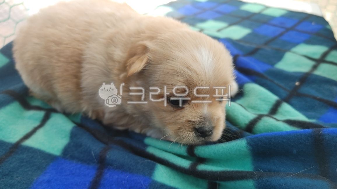 강아지,귀여운,새끼강아지,복슬이,동물,개,반려동물,포유류