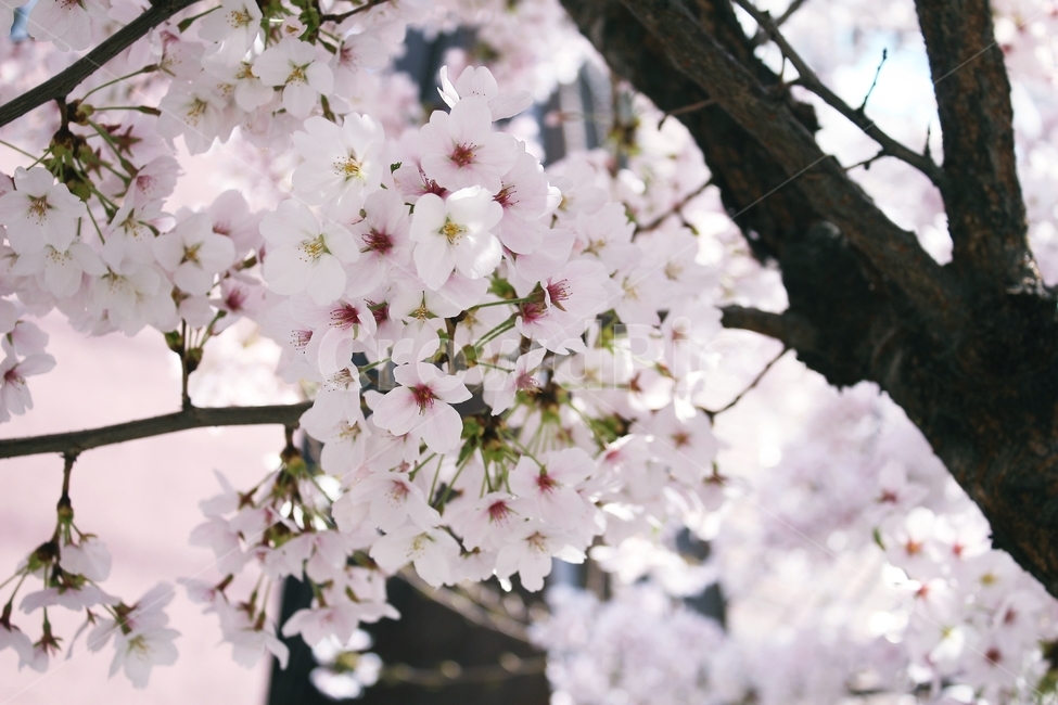 plant,식물,flower,꽃,blossom