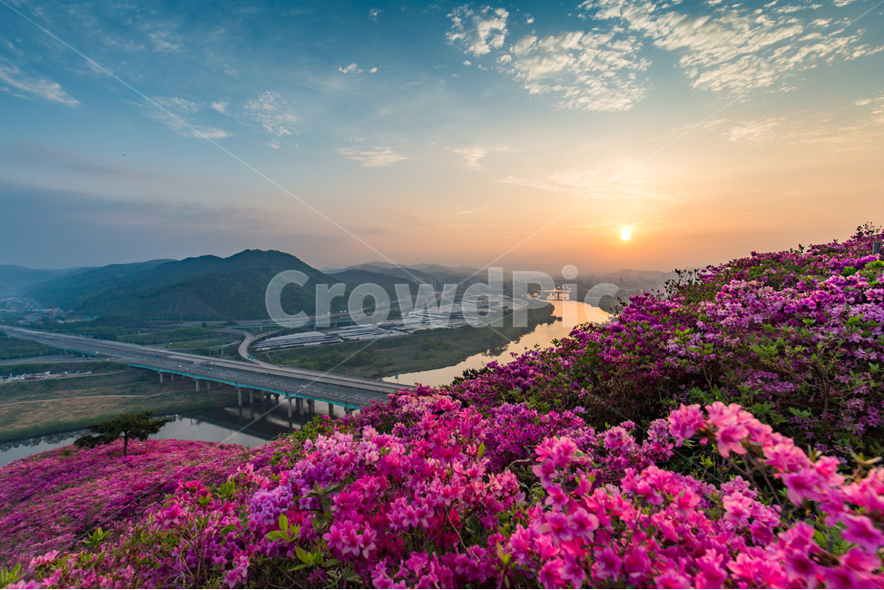 일출,진달래,풍경,자연,아침,강,연산홍,반영,nature,sunrise,light,landscape,꽃,해,flower,풍경배경,배경,꽃배경,일출배경,자연,풍경,nature,landscape