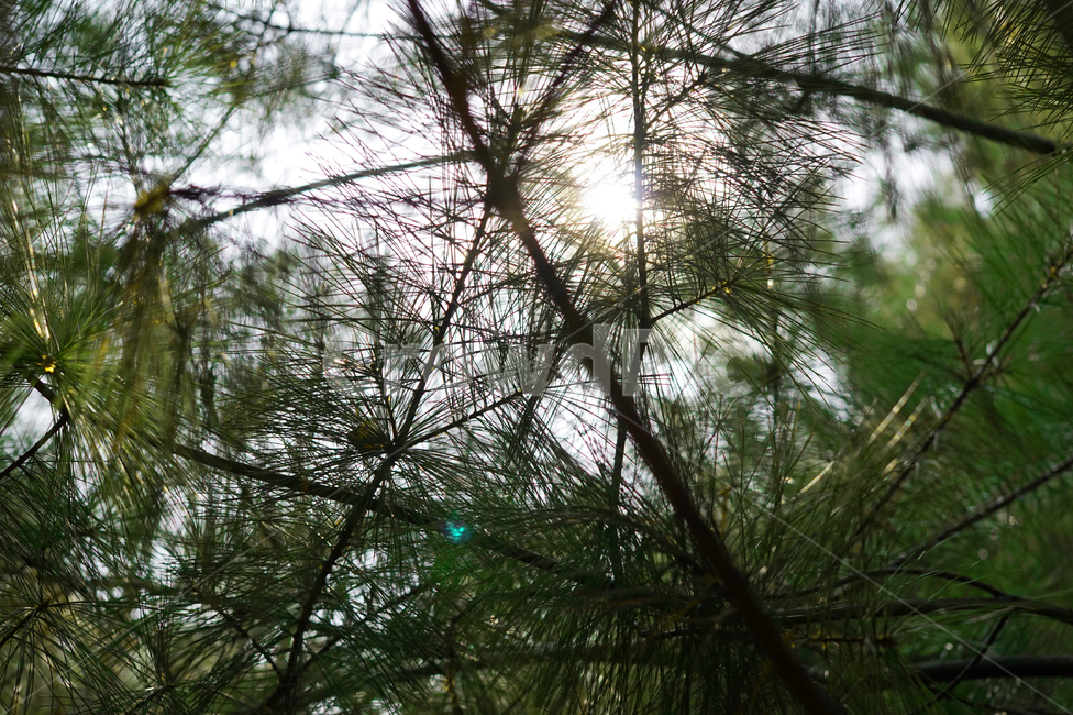나무,플레어,소나무,침엽수,tree,plant,식물,light,빛,flare,초록,나무,trees,wood
