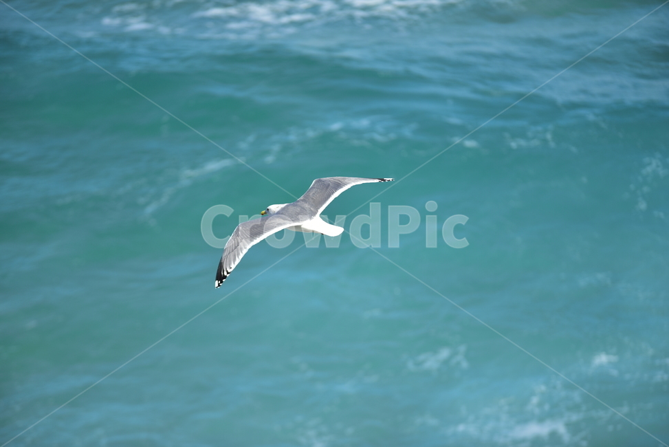 갈매기,바다,seagull,sea,새,버드,bird,자유,날개,날다,활공,조류,동물,animal,조류,새,birds