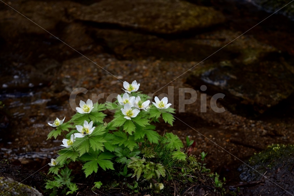 모데미풀,봄,야생화,꽃,청태산,강원도,봄꽃,고산야생화,감성,wildflower,산꽃,봄야생화,계곡,이끼,꽃말,슬픈추억,아쉬움,MegaleranthissaniculifoliaOhwi,금매화아재비,운봉금매화,식물,자연,식생,생태,식물,자연,plants,nature,꽃,flower