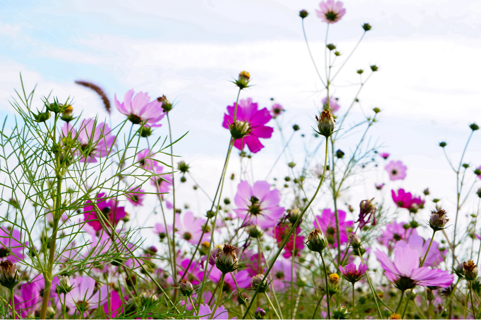 가을,코스모스,하늘,풍경,핑크,꽃,가을,계절,fall,autumn,season,식물,자연,plants,nature,꽃,flower,geranium,제라늄,plant,blossom,spring,봄