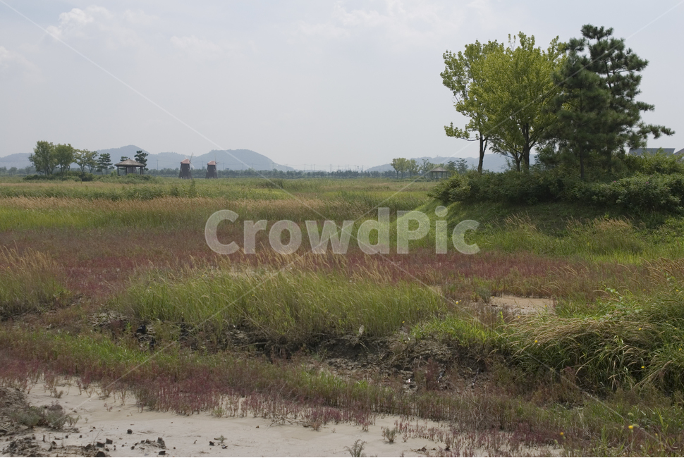 여름,녹색,풀,풍경,포구,나무,자연,풍경,nature,landscape,outdoors,옥외,land,땅,grassland,목초지,field,들