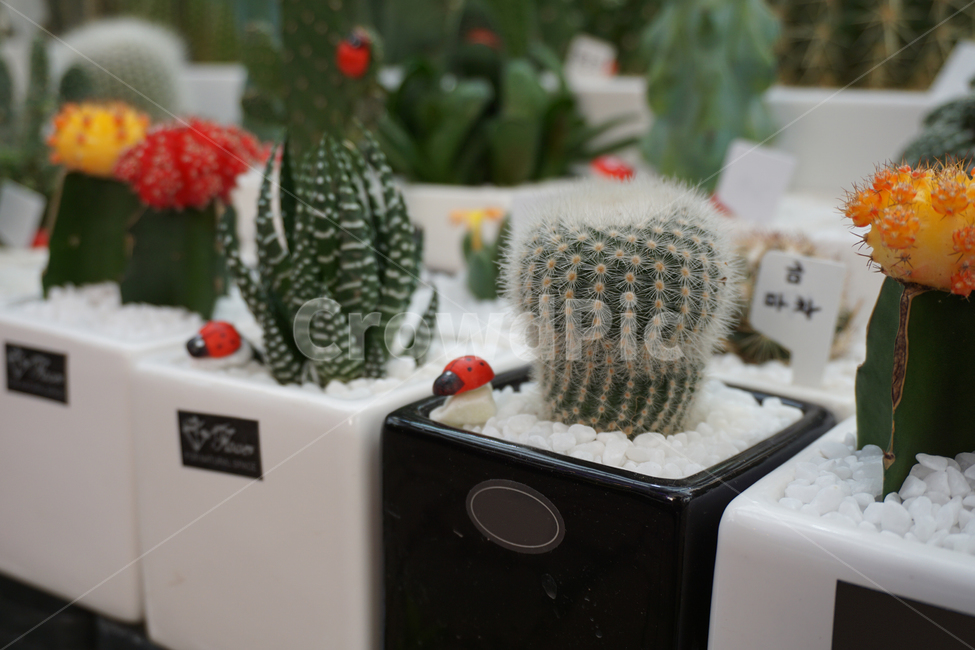 plant,식물,선인장,꽃,화분,노란색,분홍색,cactus