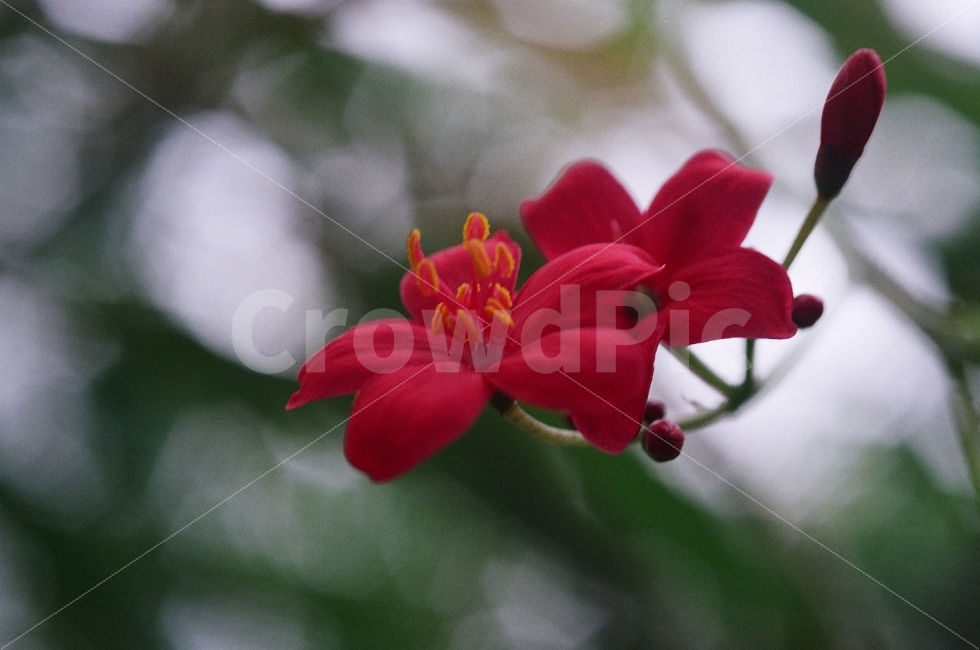 필름사진,꽃,FM2,꽃사진,접사사진,필름접사사진,식물,자연,plants,nature,꽃,flower