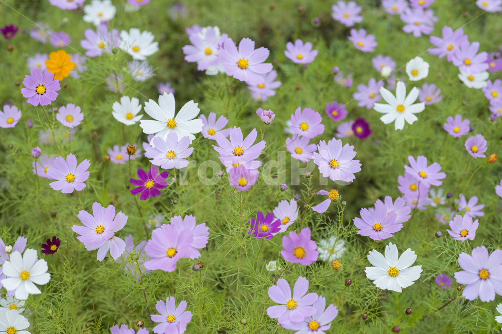 꽃,꽃사진,코스모스,가을꽃,꽃밭,가을,계절,fall,autumn,season,식물,자연,plants,nature,꽃,flower,plant,blossom,anemone,아네모네
