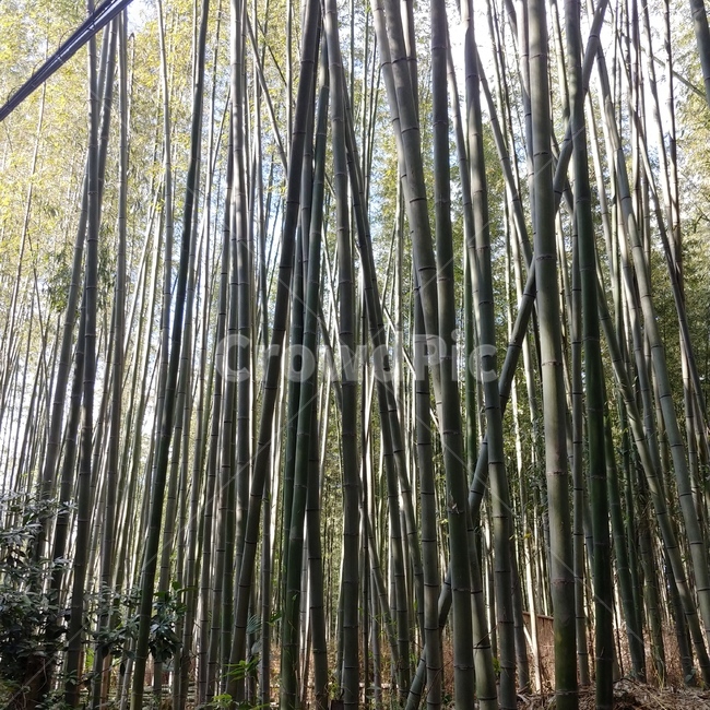 일본,대나무숲,자연,풍경,대나무,자연,풍경,nature,landscape,식물,plants,나무,trees,wood,plant