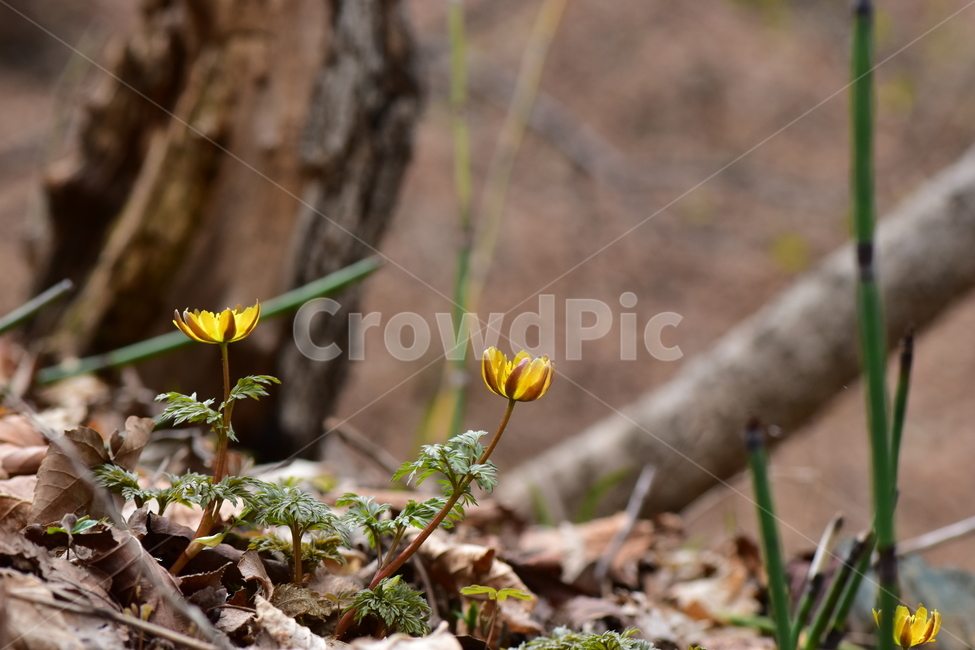 복수초,애기복수초,야생화,봄,꽃,풀꽃,자연,식물,식생,plants,nature,spring,season,flower