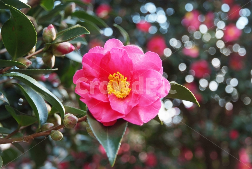 camellia,flowers,동백꽃,동백,겨울꽃,식물,자연,plants,nature,꽃,flower,감성,sensible,feeling